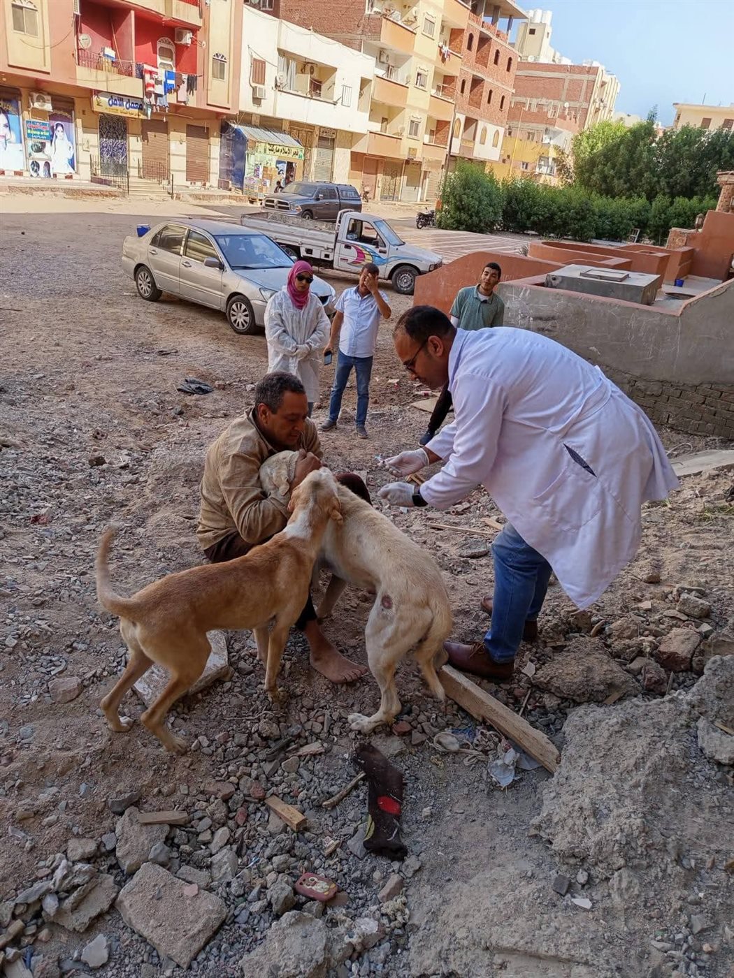 حملة لإجراء عمليات تعقيم للكلاب الضالة بالغردقة 