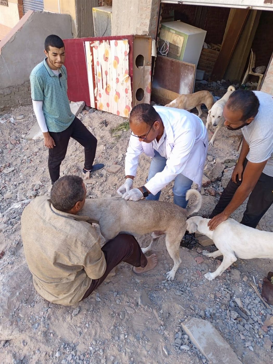 حملة لإجراء عمليات تعقيم للكلاب الضالة بالغردقة 