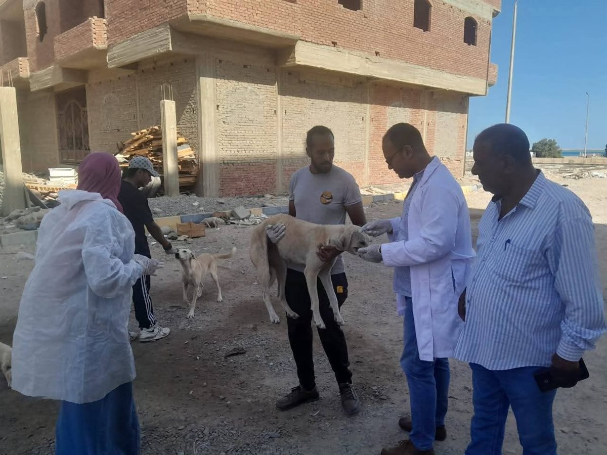 حملة لإجراء عمليات تعقيم للكلاب الضالة بالغردقة 