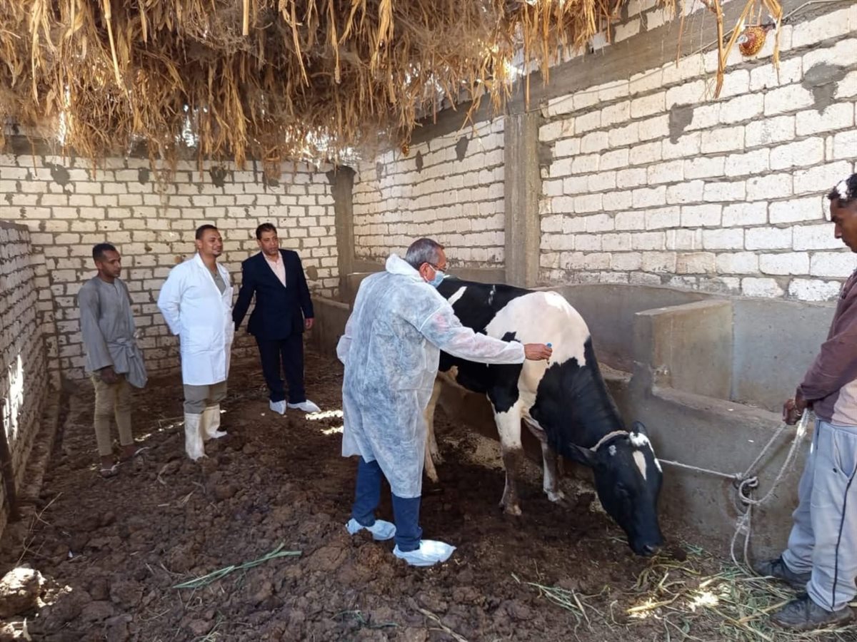 تحصين الحيونات بالأقصر 