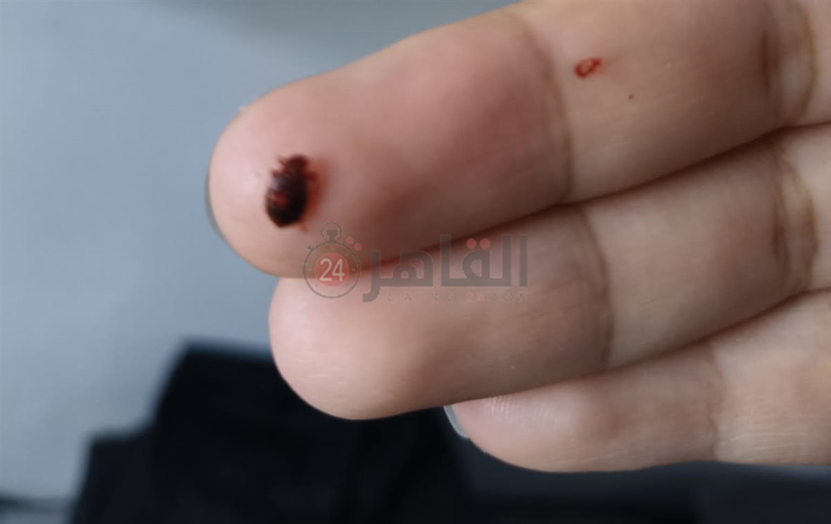  أولياء أمور مدرسة بالقاهرة يستغيثون من انتشار حشرات البق داخل الفصول 