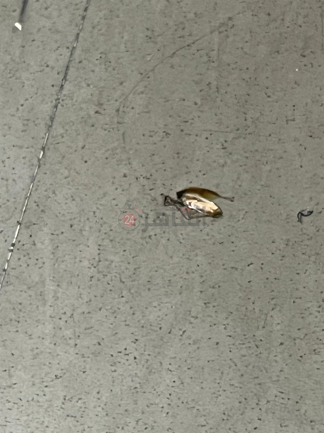  أولياء أمور مدرسة بالقاهرة يستغيثون من انتشار حشرات البق داخل الفصول 