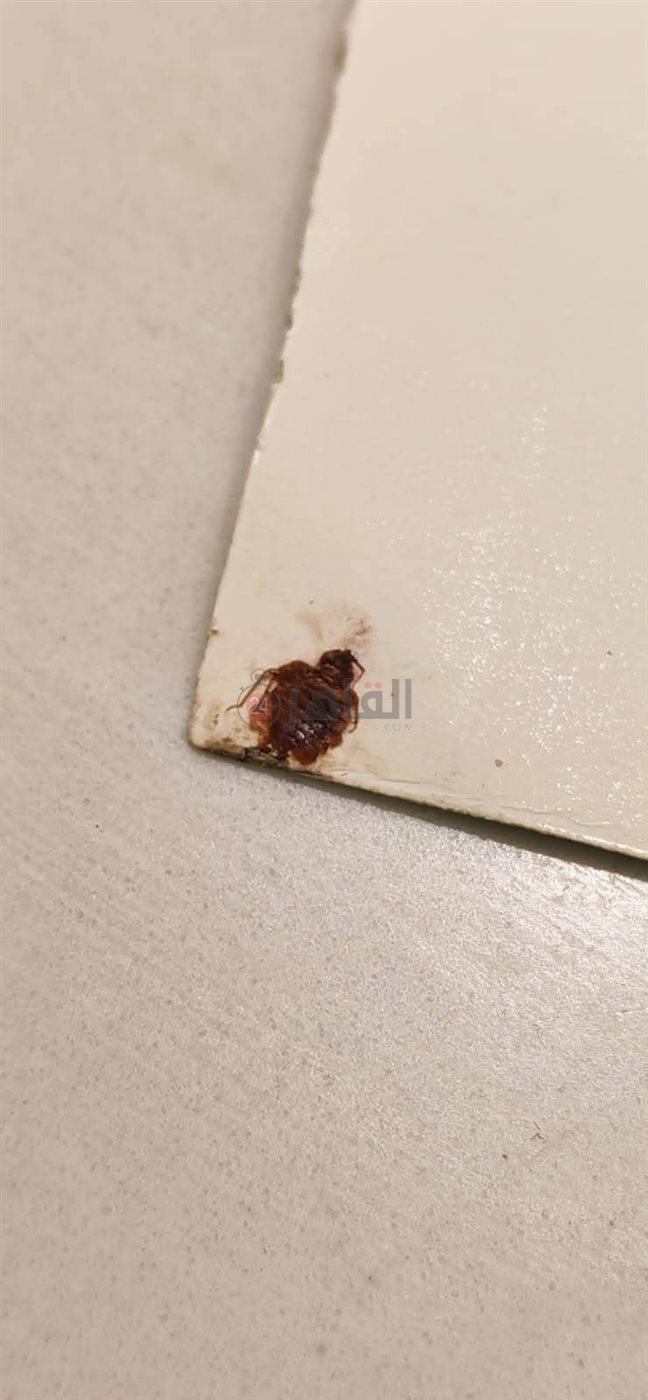  أولياء أمور مدرسة بالقاهرة يستغيثون من انتشار حشرات البق داخل الفصول 