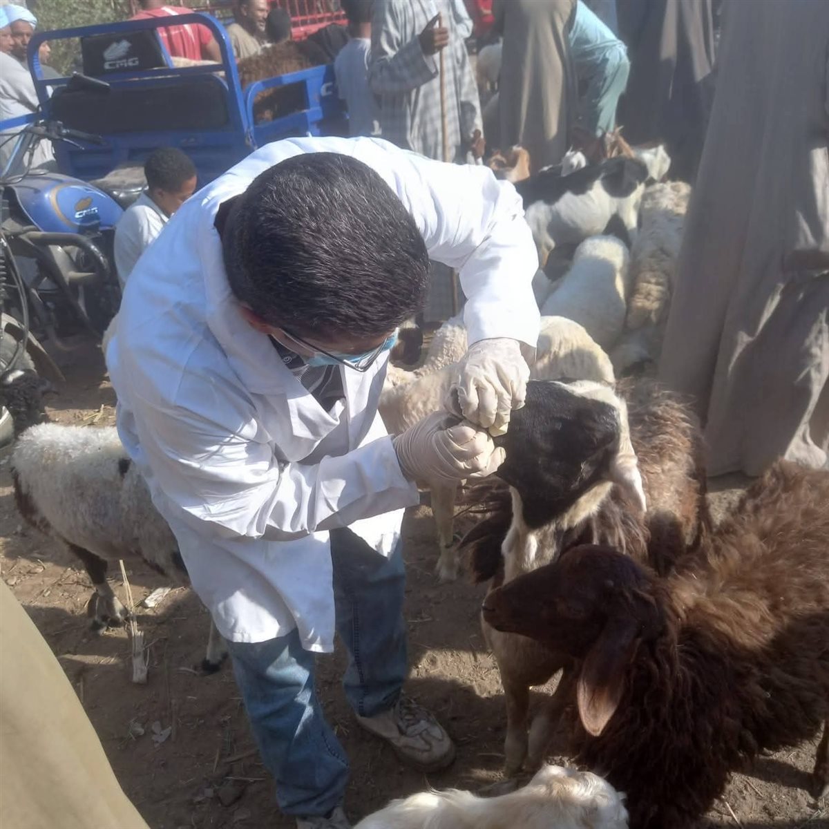 تحصين الحيونات بالأقصر 