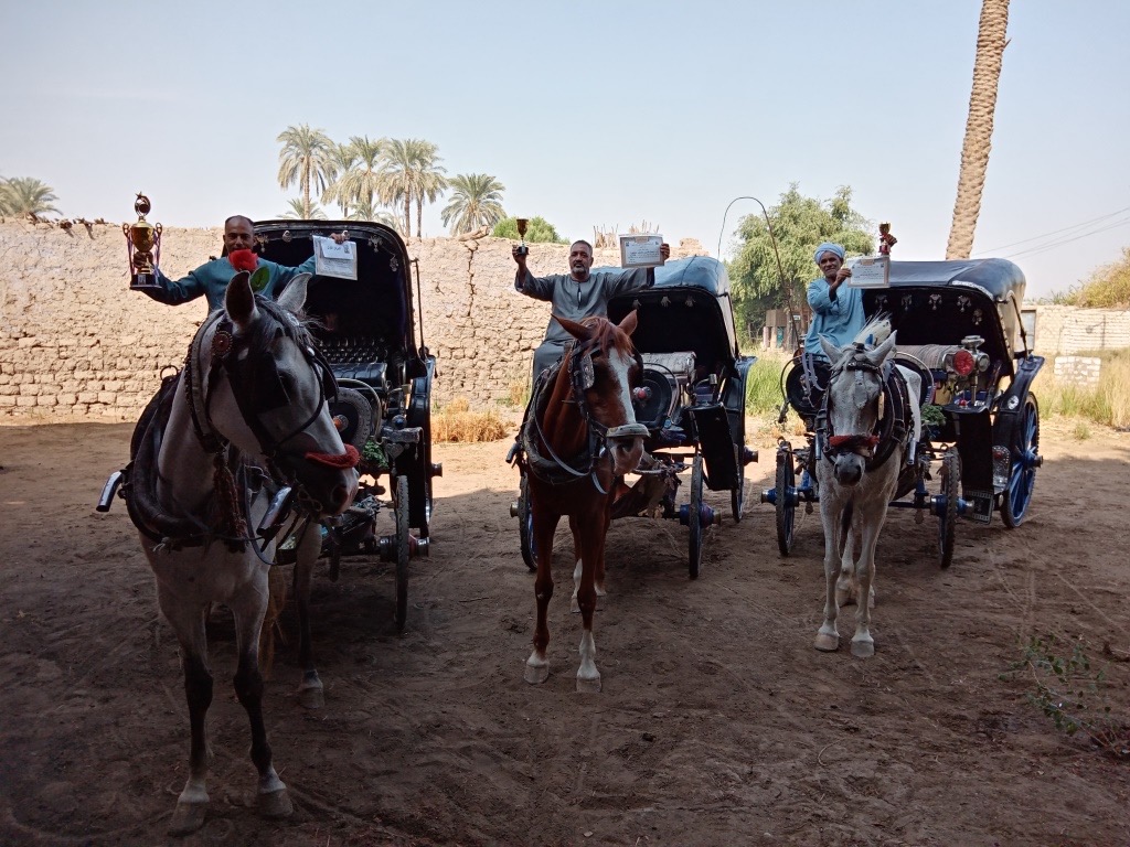 تكريم أفضل 10 خيول حنطور بالأقصر 