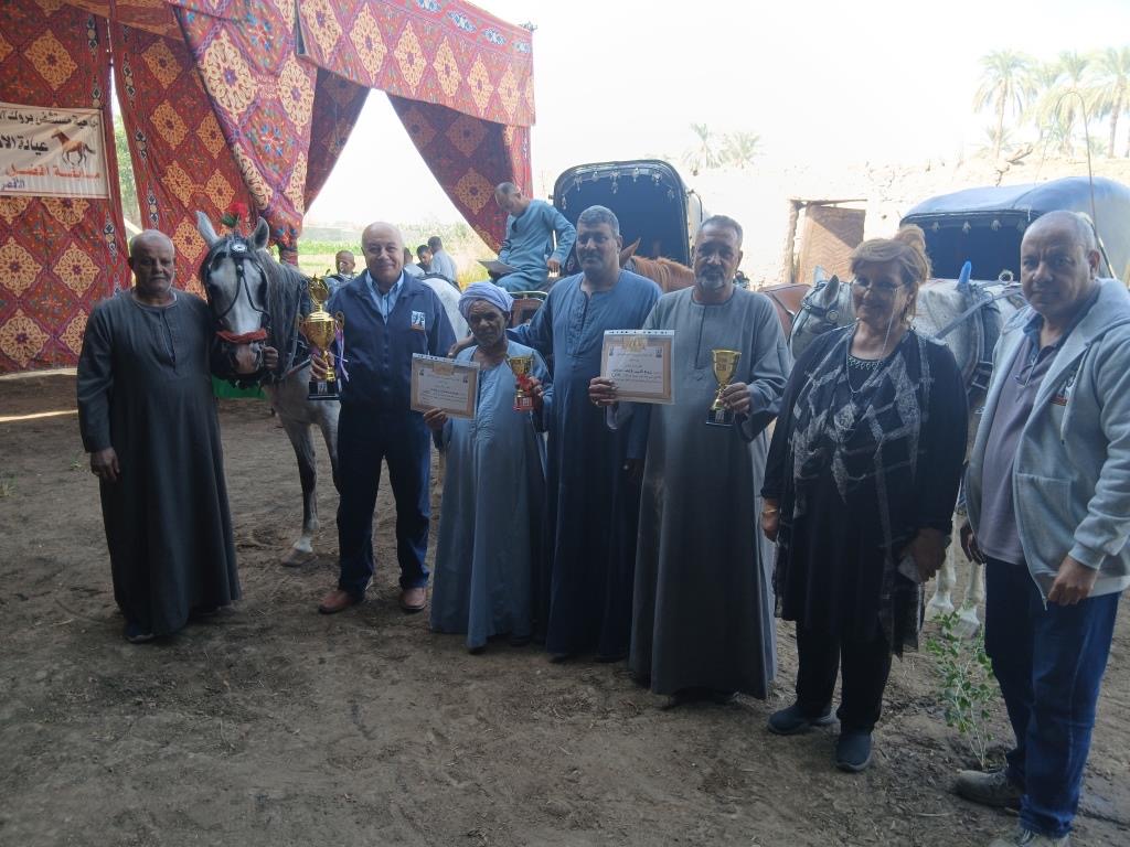 تكريم أفضل 10 خيول حنطور بالأقصر 