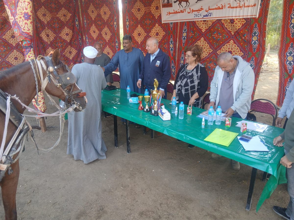 تكريم أفضل 10 خيول حنطور بالأقصر 