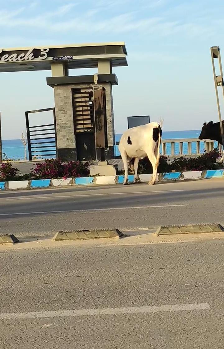 الأبقار والجاموس تتجوّل على كورنيش مرسى مطروح
