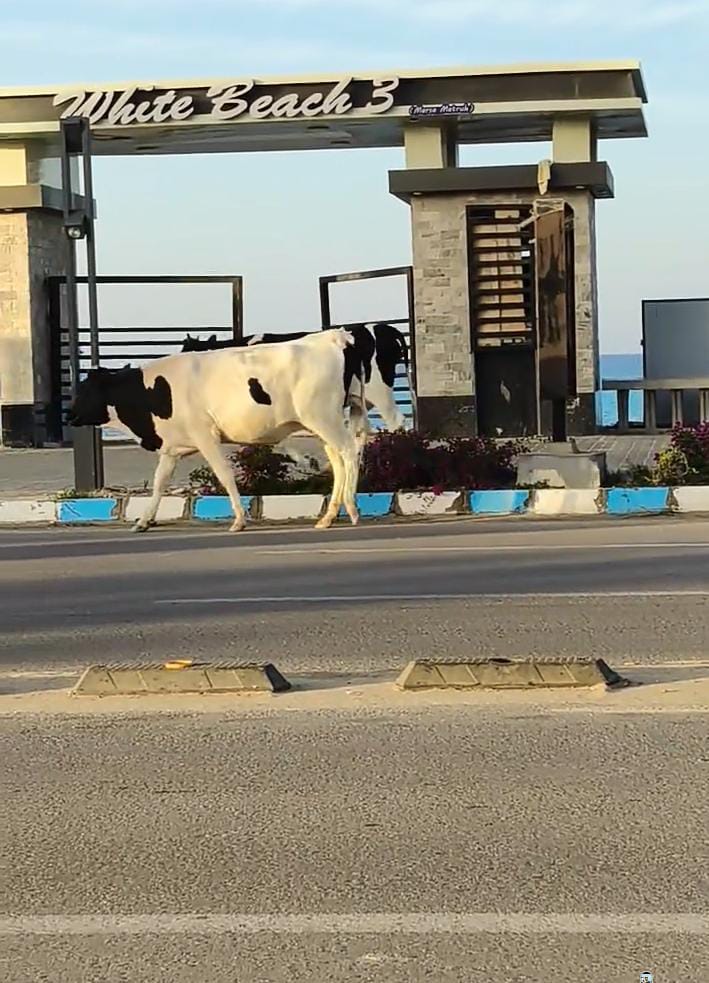 الأبقار والجاموس تتجوّل على كورنيش مرسى مطروح