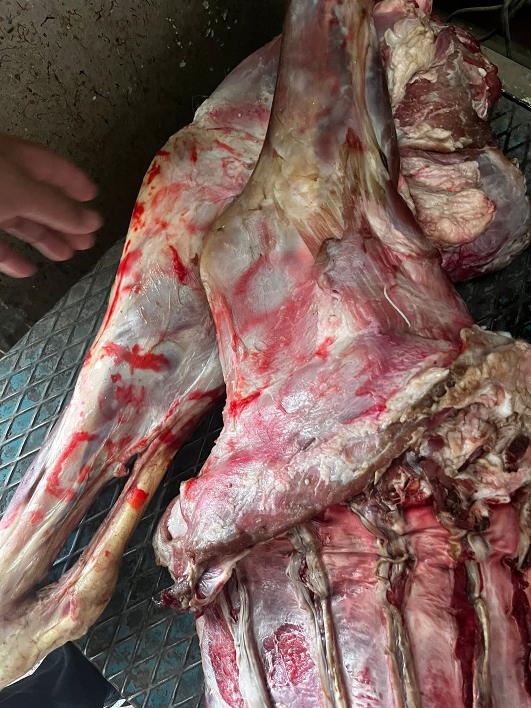 ضبط لحوم فاسدة بالأقصر 