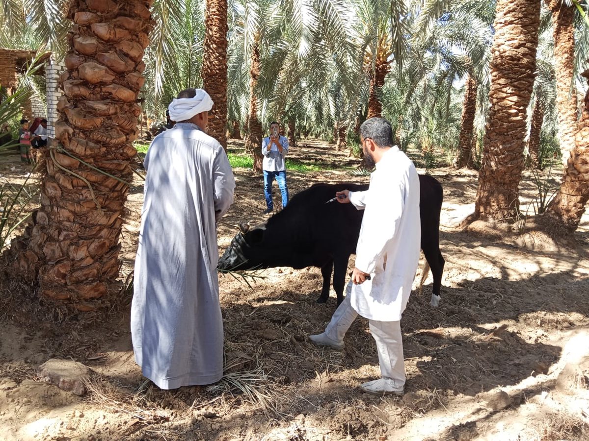 تحصين الماشية