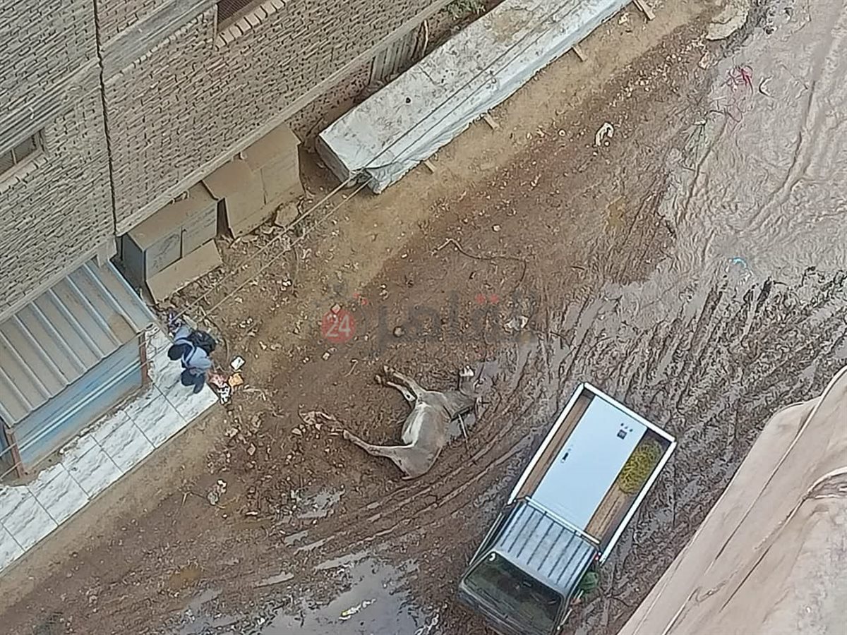 صاحبه تركه وهرب.. نفوق حمار في أحد شوارع شبرا الخيمة.. 