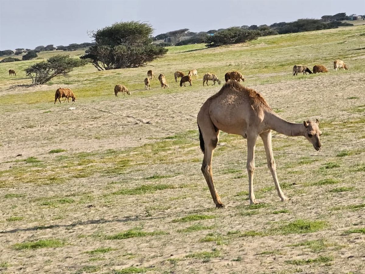 صحراء حلايب وشلاتين تكتسى بالأخضر 
