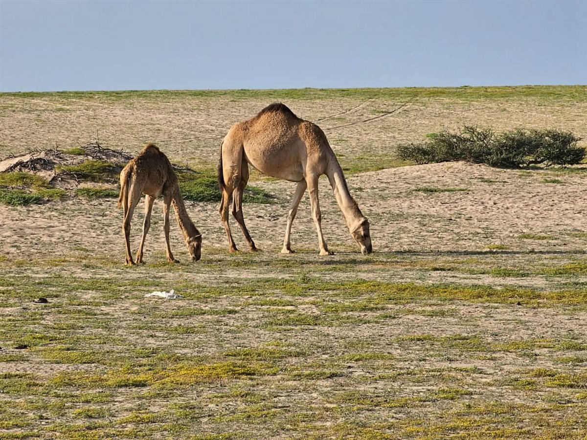 صحراء حلايب وشلاتين تكتسى بالأخضر 