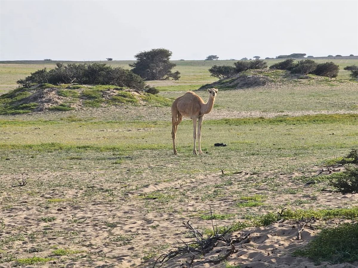 صحراء حلايب وشلاتين تكتسى بالأخضر 