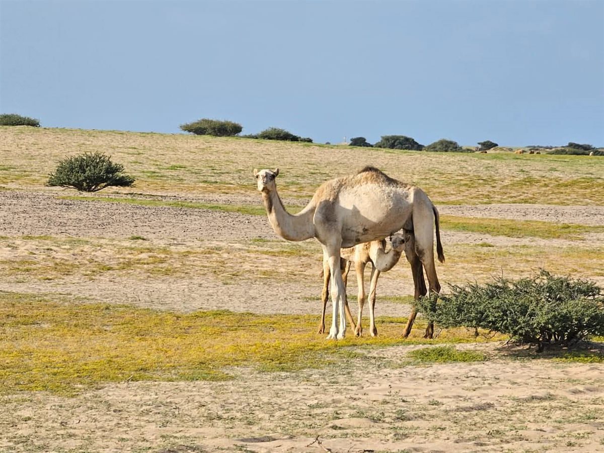 صحراء حلايب وشلاتين تكتسى بالأخضر 