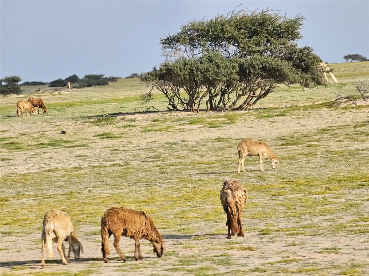 صحراء حلايب وشلاتين تكتسى بالأخضر 