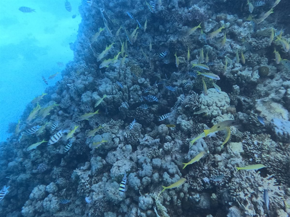 البيئة تعلن الحيد المرجاني العظيم بالبحر الأحمر منطقة محمية طبيعية بحرية