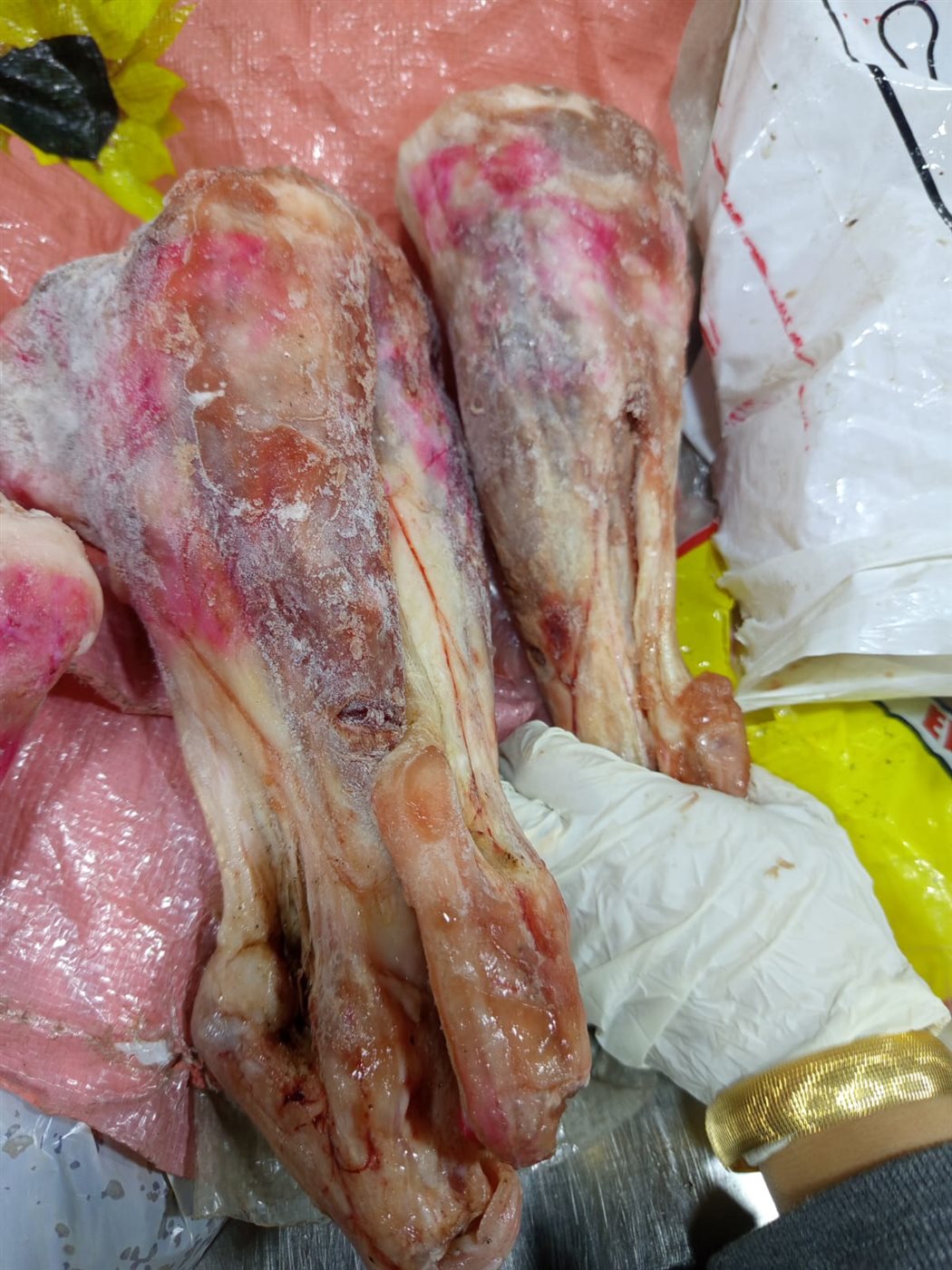 حملات للطب البيطري بالأقصر