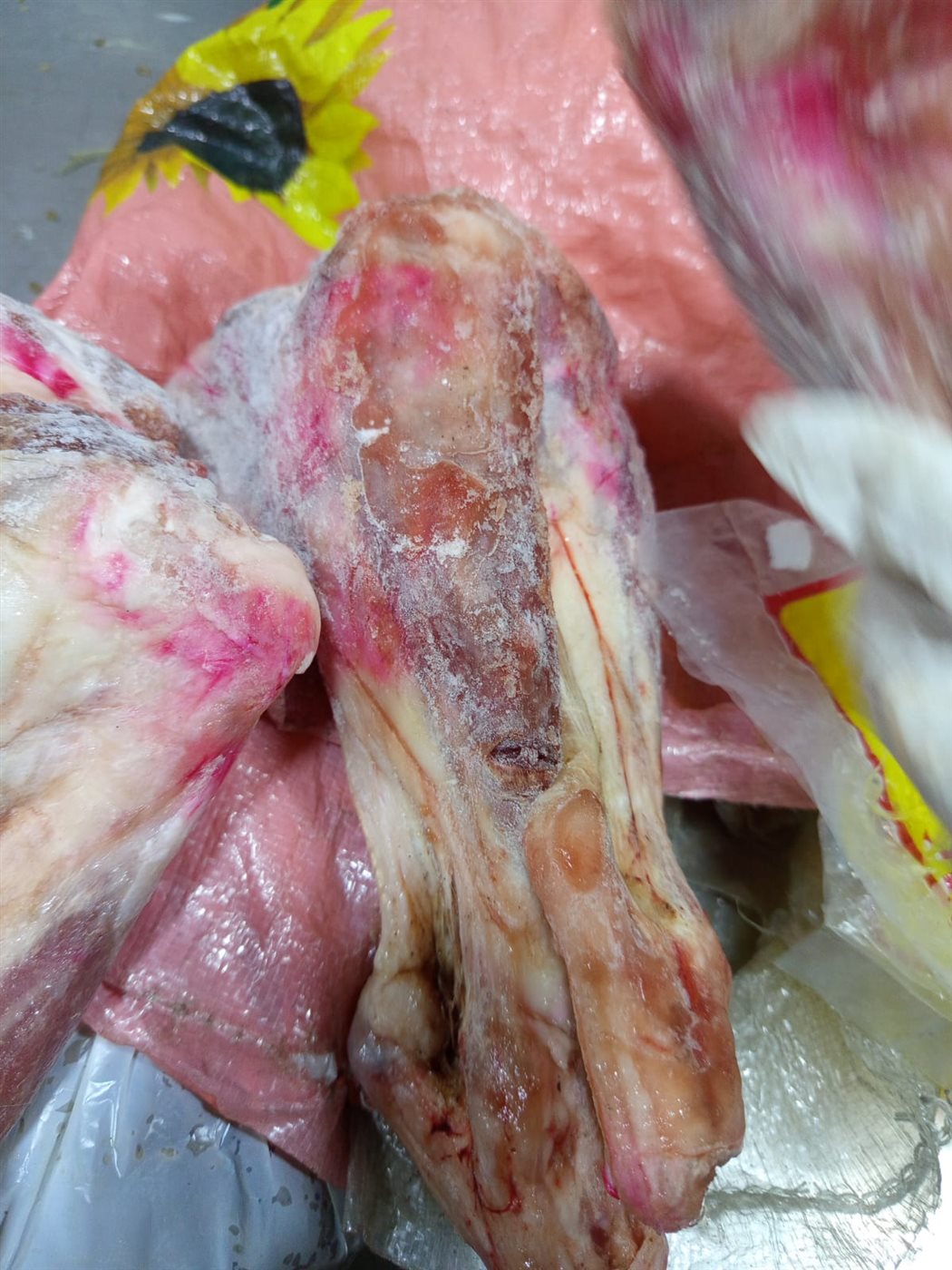 حملات للطب البيطري بالأقصر