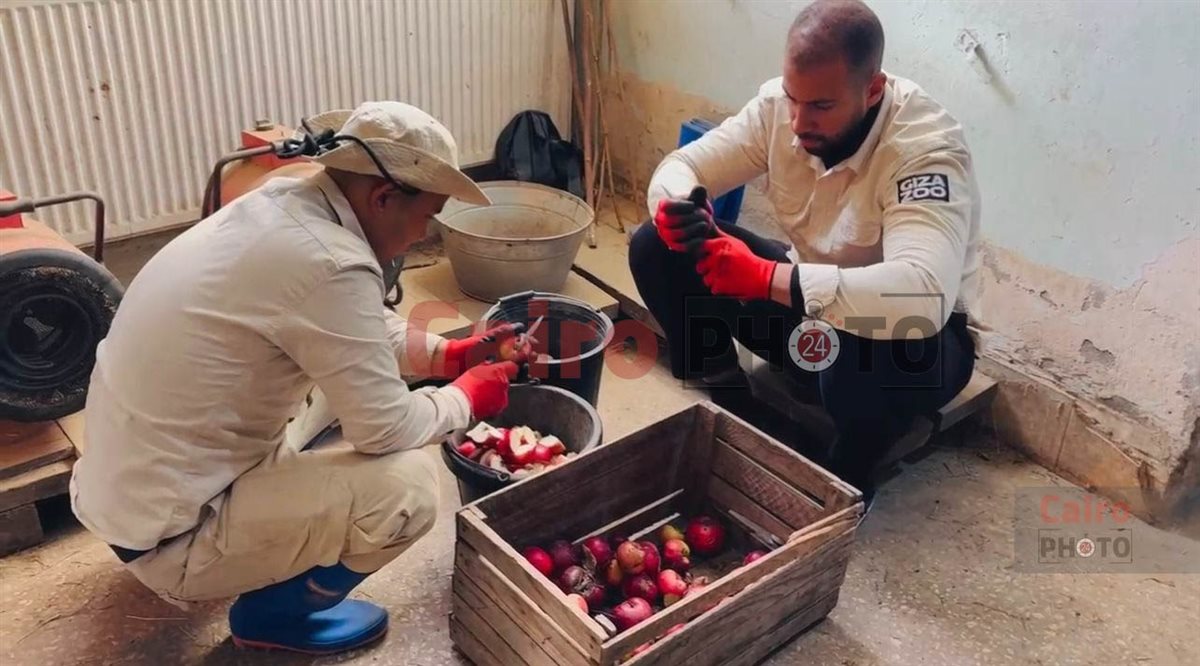 لأول مرة.. تحالف تطوير حديقة الحيوان يدرب العمال على التعامل مع الأفيال في جورجيا قبل قدوم 4 فيلة لمصر 