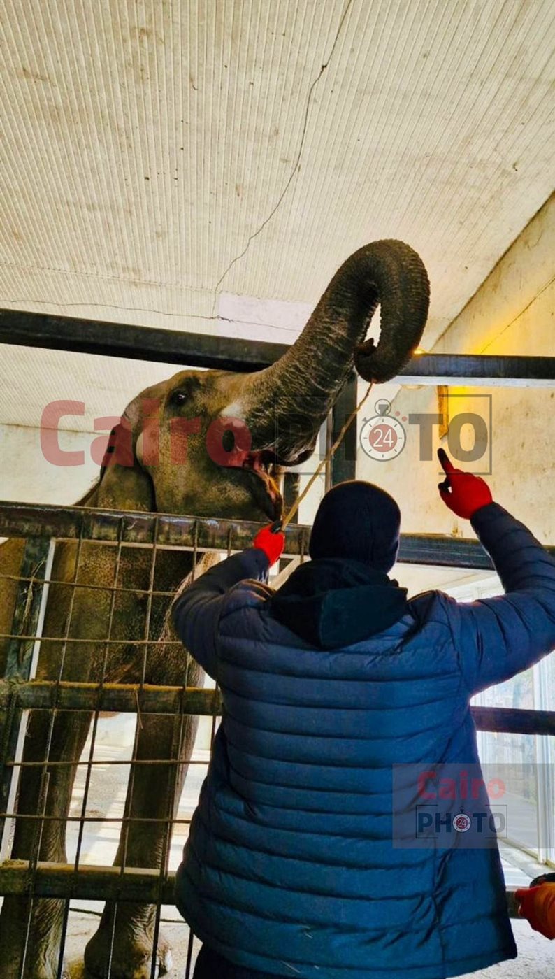 لأول مرة.. تحالف تطوير حديقة الحيوان يدرب العمال على التعامل مع الأفيال في جورجيا قبل قدوم 4 فيلة لمصر 