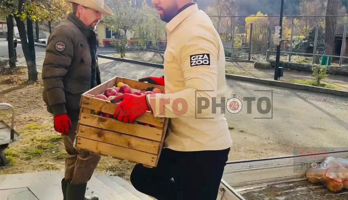 لأول مرة.. تحالف تطوير حديقة الحيوان يدرب العمال على التعامل مع الأفيال في جورجيا قبل قدوم 4 فيلة لمصر 