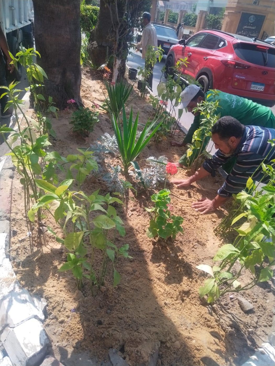 انطلاق المرحلة الرابعة من المبادرة الرئاسية 100 مليون شجرة