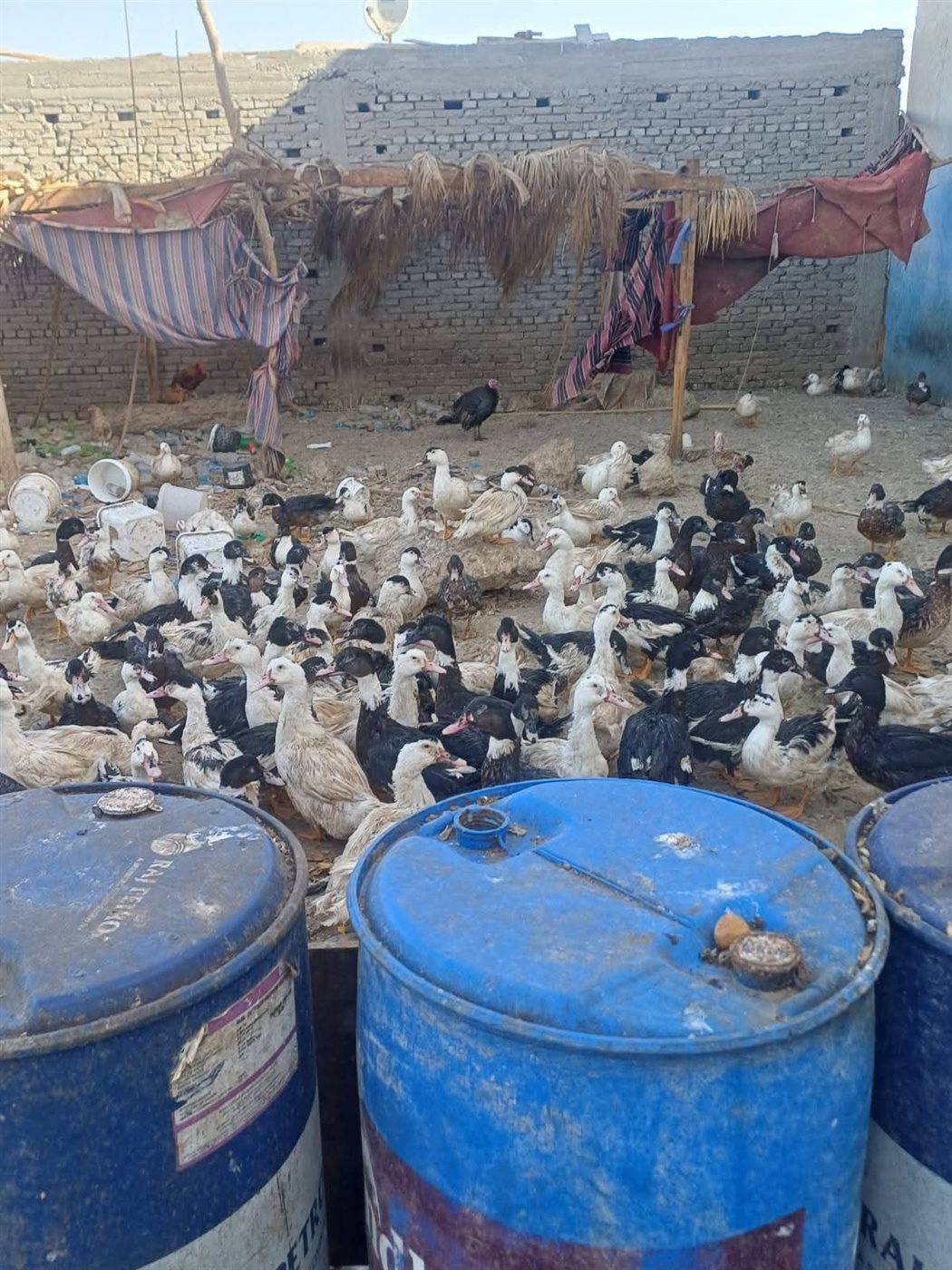 ضبط وإزالة مخزن خردة ومزرعة دواجن بالحرفيين