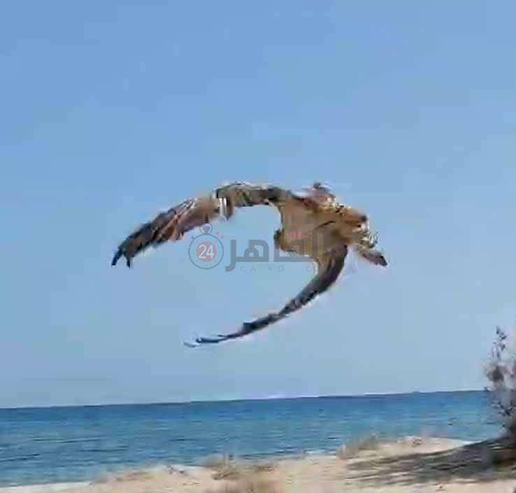 إنقاذ العقاب النساري جنوب البحر الاحمر 