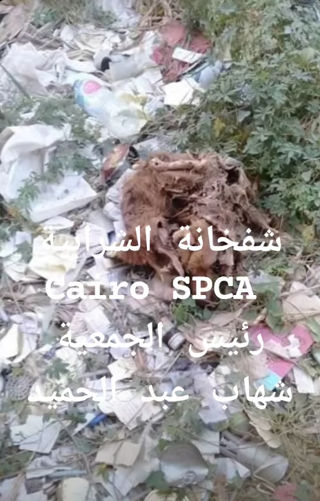 مشاهد من الفيديو المتداول