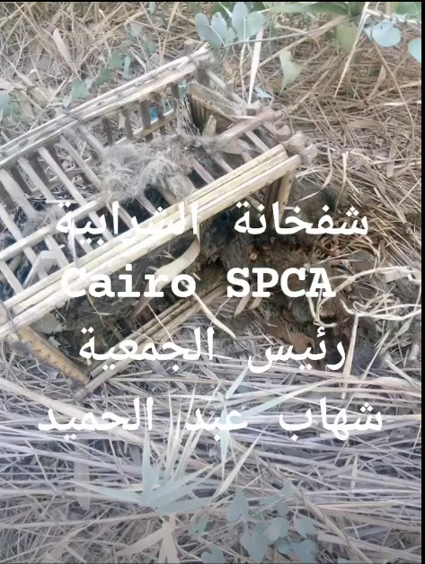 مشاهد من الفيديو المتداول