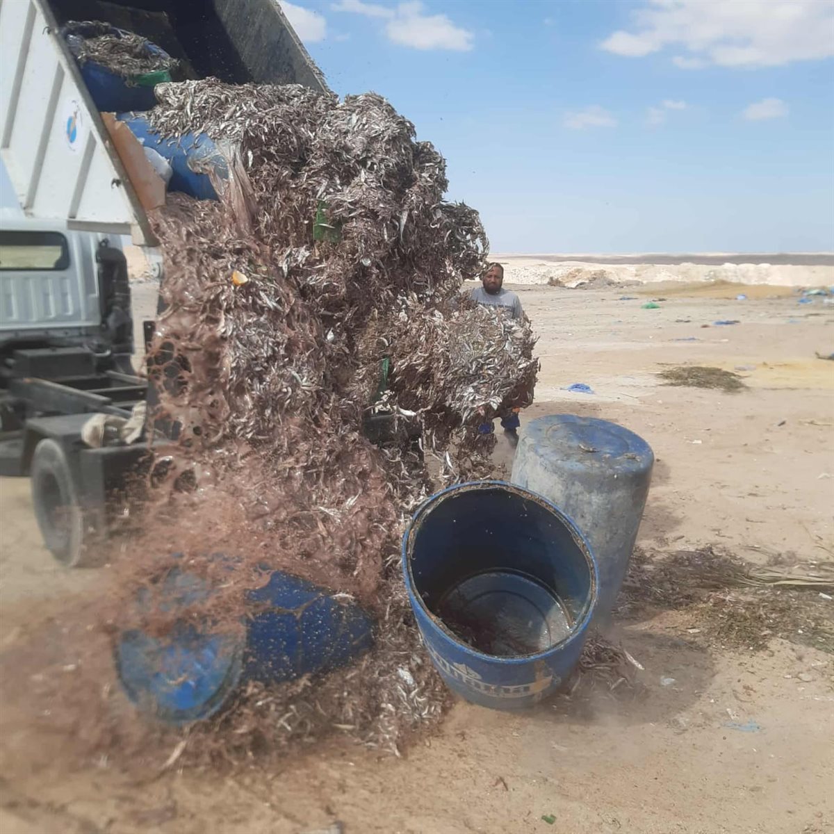 اعدام 4 أطنان من الأسماك الفاسدة بالغردقة