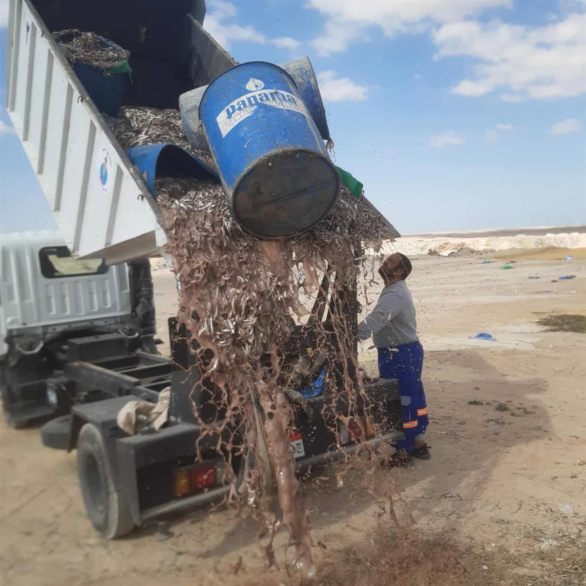 اعدام 4 أطنان من الأسماك الفاسدة بالغردقة