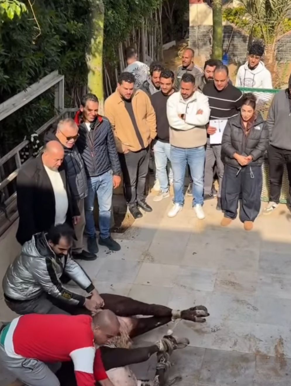 عقيقة وذبح عجل.. روجينا تحتفل ببدء تصوير مسلسل حد أقصى إخراج ابنتها مايا أشرف زكي