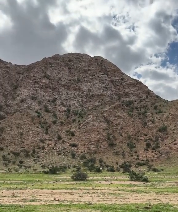 جبل علبة يكتسي بالاخضر 