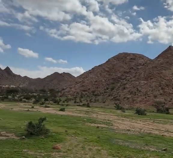 جبل علبة يكتسي بالاخضر 