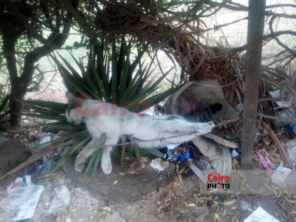 257e4442-1ea2-40dd-94fe-94dc8eeae82f