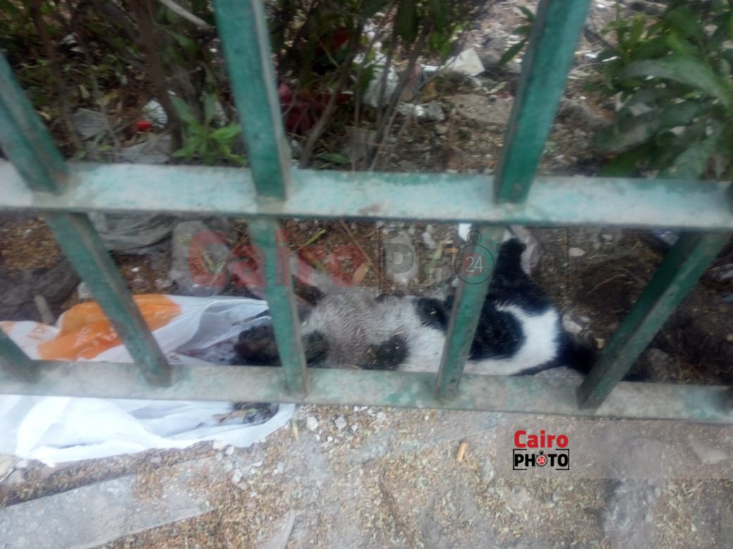 d8f8e735-46f0-4476-aa02-582716aeb4fa