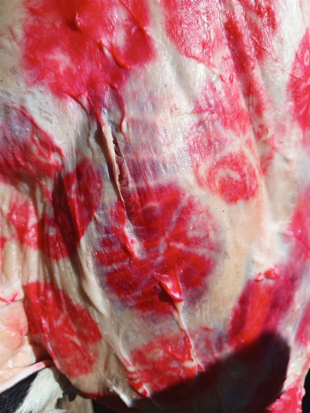 ضبط لحوم بأختام مزورة في الأقصر