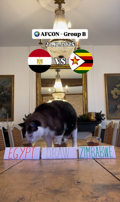 توقع القط نيمبوس بفوز مصر على زيمبابوي