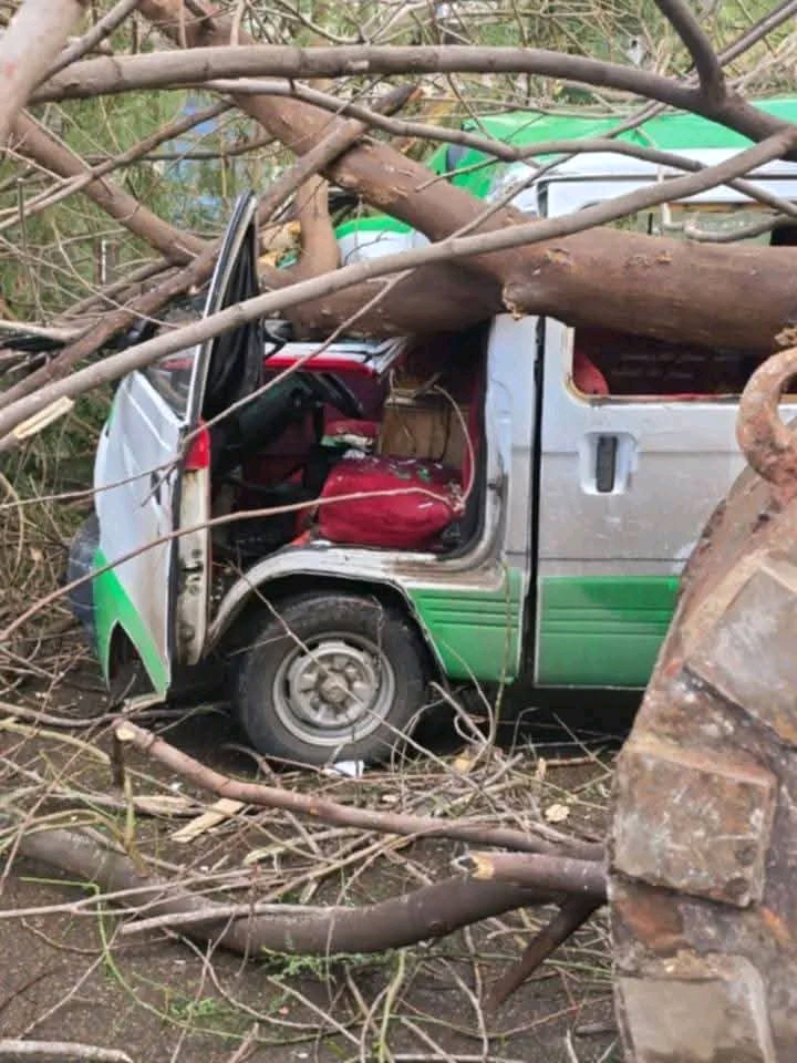 الشجرة وقعت عليهم.. إصابة شخص وإتلاف سيارة أجرة بدمنهور