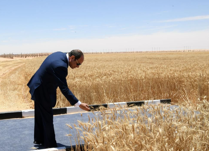 الرئيس عبد الفتاح السيسي خلال حضوره حصاد القمح بأحد المشروعات الزراعية&nbsp;