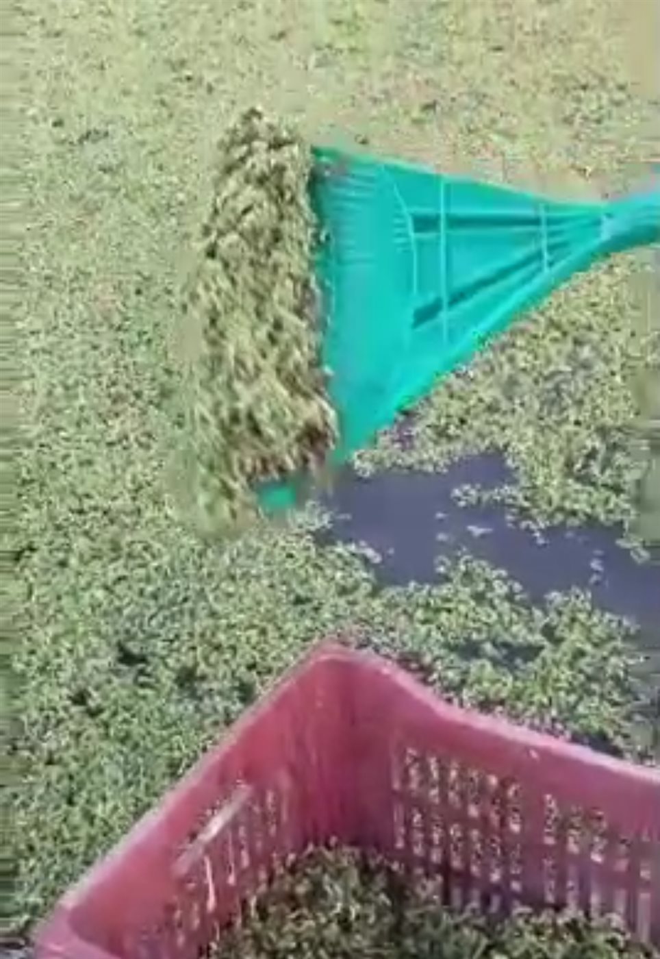 زراعة نبات الأزولا بالبحيرة&nbsp;