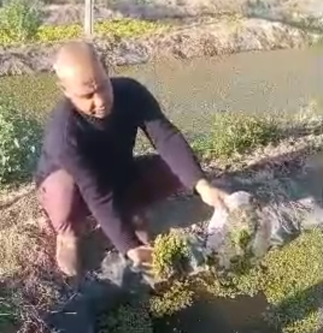 زراعة نبات الأزولا بالبحيرة&nbsp;