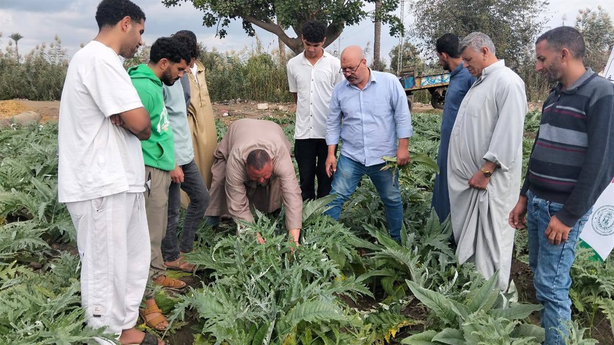 مدارس حقلية للتكيف مع التغيرات المناخية لزيادة انتاجية الخرشوف