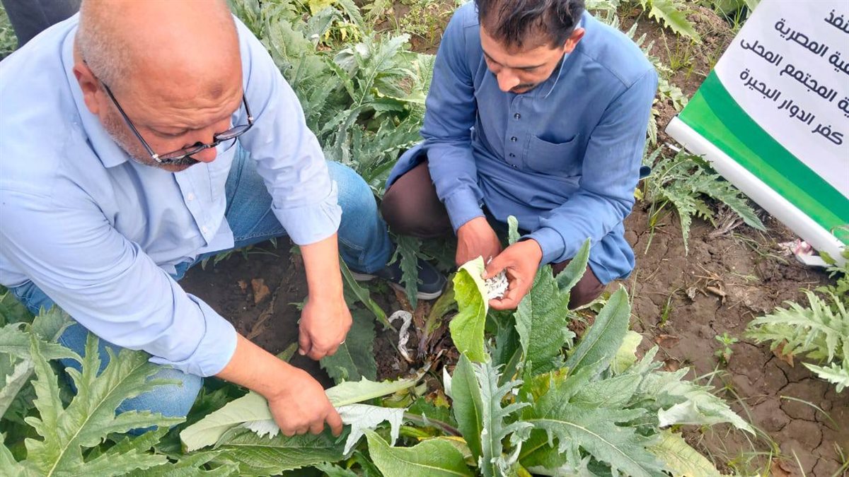 مدارس حقلية للتكيف مع التغيرات المناخية لزيادة انتاجية الخرشوف