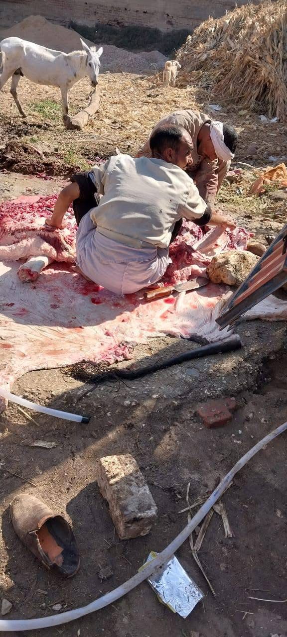 حملات مكثفة للطب البيطري بالأقصر