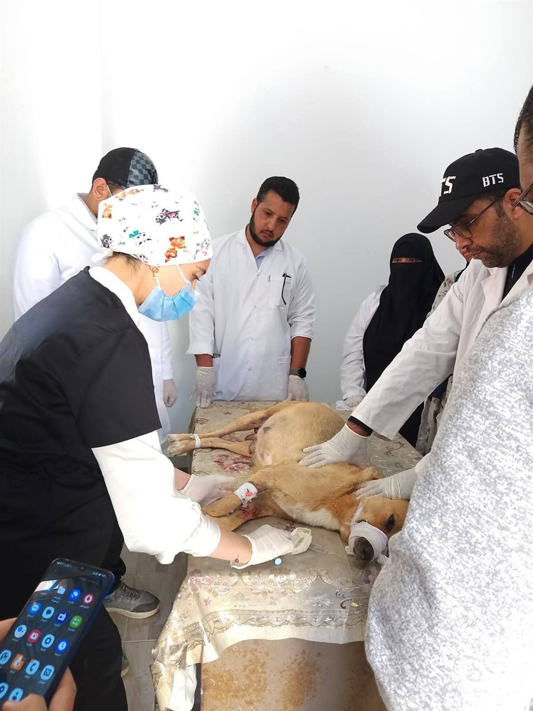 الطب البيطري