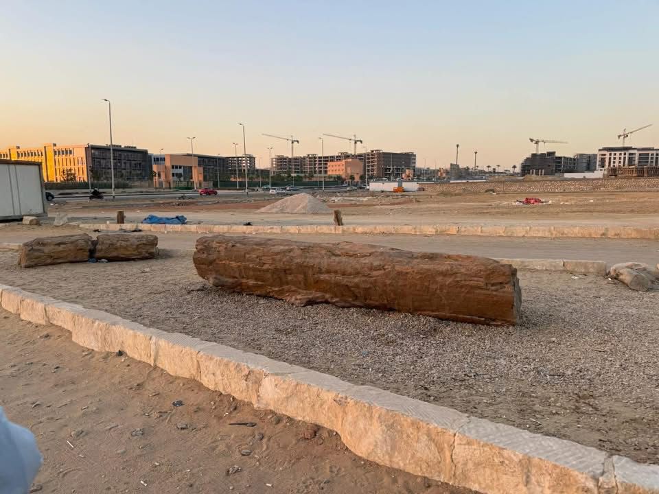 الصور المتداولة للأشجار&nbsp;